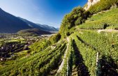 Lonigo-VI, il Veneto vitivinicolo spinge l’Italia nel “Billion Dollar Club”