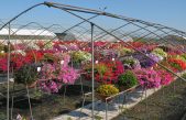 Floricoltura, confronti varietali a Rosolina CALIBRACHOA, TEST DI COLTIVAZIONE IN SERRA E IN FIORIERA  Fino a Settembre