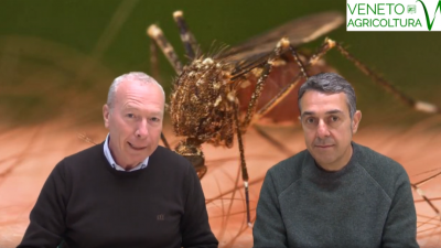 51 Radio Veneto Agricoltura – Arrivano le zanzare, che fare?