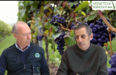 52 Radio Veneto Agricoltura – Guida definitiva ai vitigni resistente