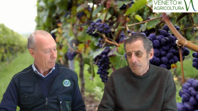 52 Radio Veneto Agricoltura – Guida definitiva ai vitigni resistente