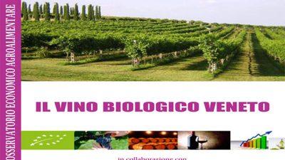 Il vino biologico veneto
