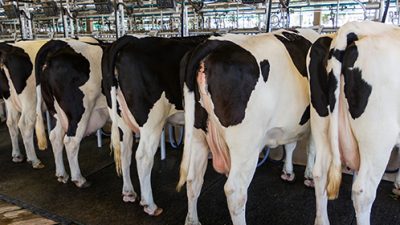 Consulenza per il benessere animale negli allevamenti da latte (cod.2A-26-19)