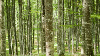 FORESTE, “BIODELTA4”: COME MISURARE LA BIODIVERSITÀ DEI BOSCHI E I SUOI “SERVIZI ECOSISTEMICI”