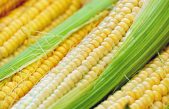 Strategie di difesa integrata dalla diabrotica del mais