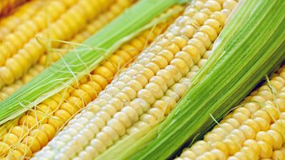 Strategie di difesa integrata dalla diabrotica del mais