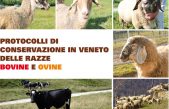 Protocolli di conservazione in Veneto delle razze ovine e bovine