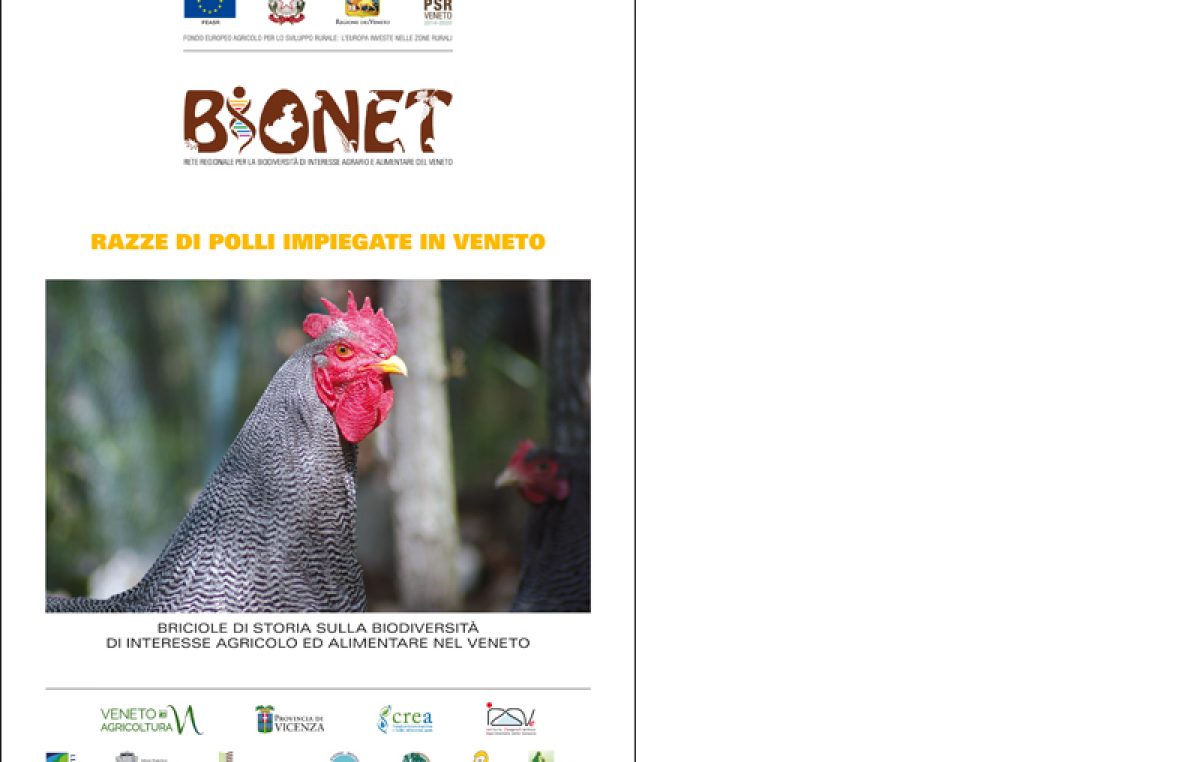 Razze di polli impiegate in Veneto