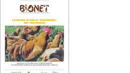 La razza di pollo “Nostranel” nel Trevigiano