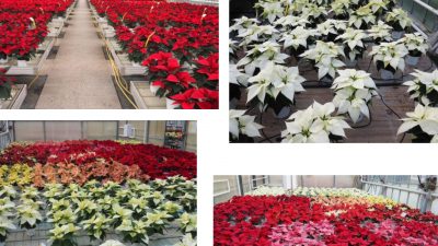 Schede varietali Poinsettia 2020 – Centro Po di Tramontana