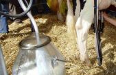 Lattiero-caseario in Veneto: prezzo del latte alla stalla alle stelle, meno ai formaggi DOP