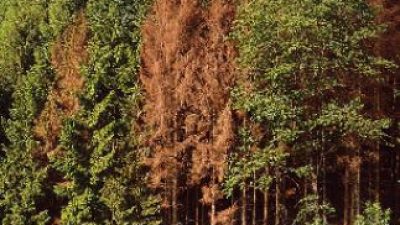 FORESTE VENETE, BOSTRICO: INIZIATIVE CONCRETE PER COMBATTERE LO XILOGAFO