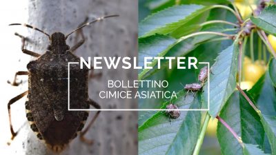 Bollettino Cimice asiatica n°14/2022 del 30.6.22