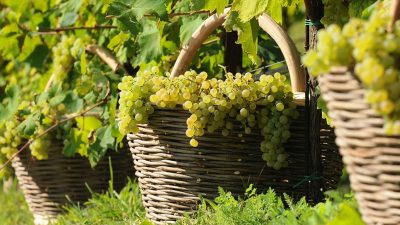 Buon rialzo dei prezzi delle uve venete nella vendemmia 2021