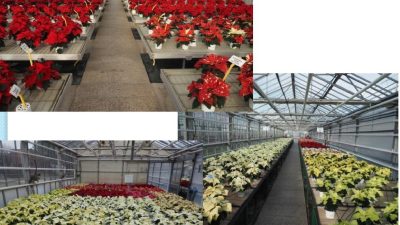 Schede varietali Poinsettia 2021 – Centro Po di Tramontana