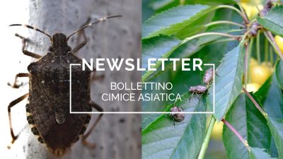 Bollettino Cimice asiatica n°13/2023 del 4.10.23