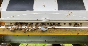 Arnie elettroniche, api e ambiente con il progetto BeeDeeversity