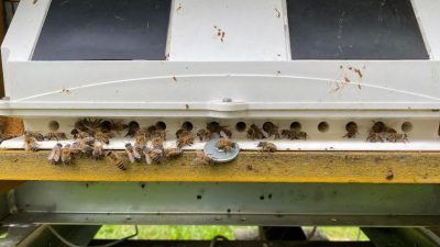 Arnie elettroniche, api e ambiente con il progetto BeeDeeversity