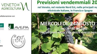 Previsioni vendemmiali 2022 nel Veneto, nel restante Nord Est, nelle principali regioni vitivinicole italiane, in Francia e Spagna
