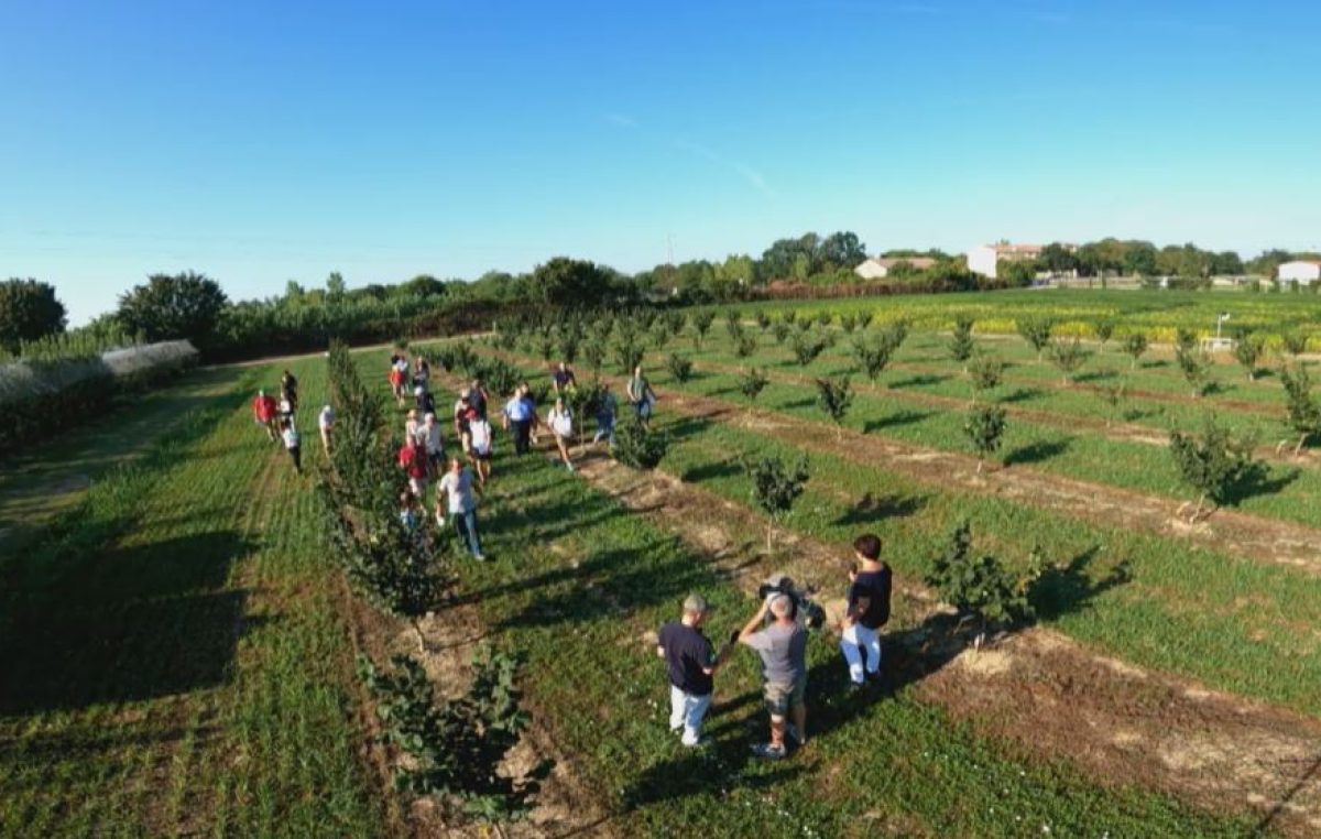 Giornata nel noccioleto sperimentale di Veneto Agricoltura – Ceregnano (Ro) 25 agosto 2022, Azienda “Sasse Rami”