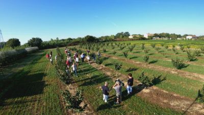 Giornata nel noccioleto sperimentale di Veneto Agricoltura – Ceregnano (Ro) 25 agosto 2022, Azienda “Sasse Rami”