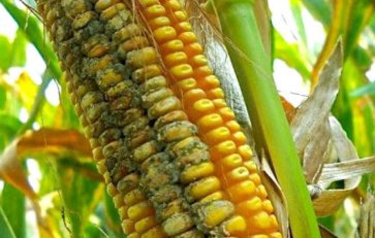 Focus Colture Erbacee n. 30/2022 – aggiornamento 29 agosto / 4 settembre su micotossine del mais, a cura di Lorenzo Furlan di Veneto Agricoltura