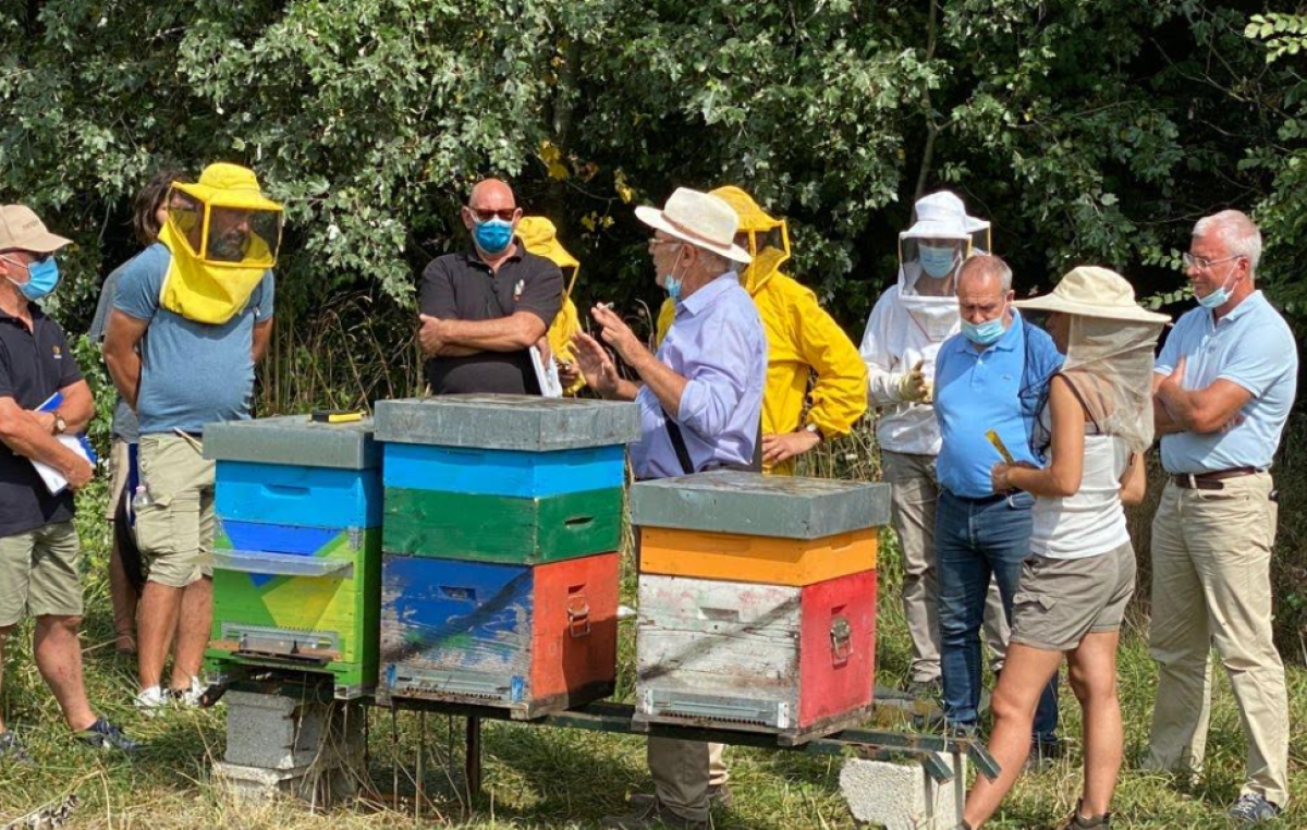 BeeDiversity, una nuova app e una rete di arnie elettroniche: anche le api ringraziano