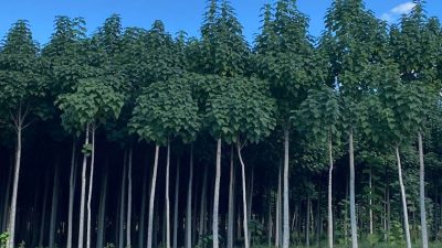 Paulownia: una pianta multifunzionale. Le prove di Veneto Agricoltura
