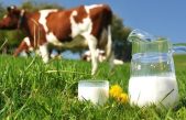 Latte biologico in Veneto: un comparto in espansione