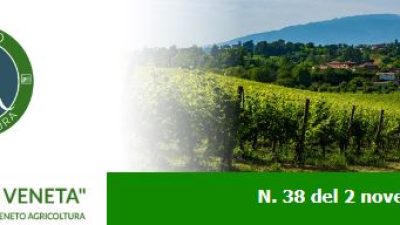 Newsletter Agricoltura Veneta n. 38 del 2 novembre 2022