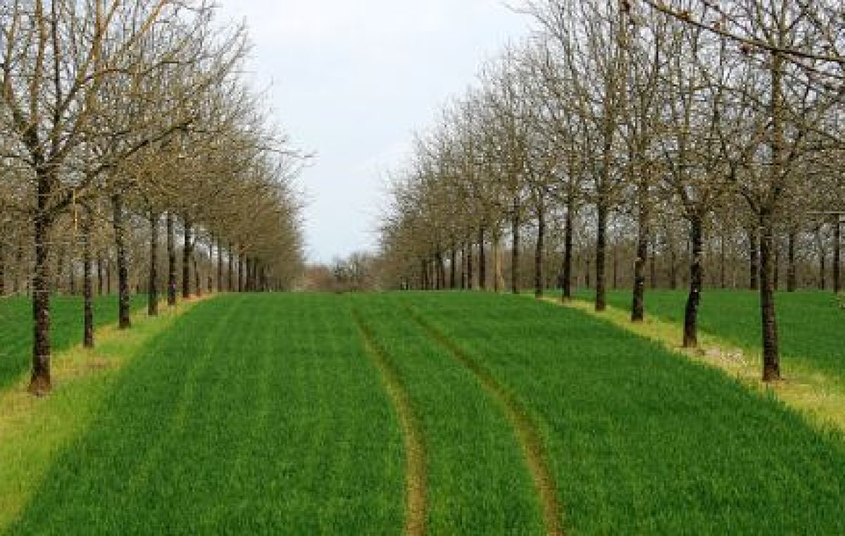 AGROFORESTAZIONE: UN’OPPORTUNITA’ PER L’AGRICOLTURA ALLE PRESE CON I CAMBIAMENTI CLIMATICI