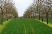 AGROFORESTAZIONE: UN’OPPORTUNITA’ PER L’AGRICOLTURA ALLE PRESE CON I CAMBIAMENTI CLIMATICI