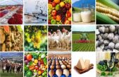 Agricoltura veneta 2022: 7,8 miliardi di euro il valore del comparto agricolo