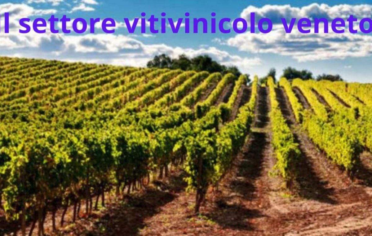 Focus comparto vitivinicolo congiuntura 2022