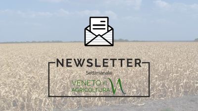 Newsletter Agricoltura Veneta n°28/2023 del 23.8.23