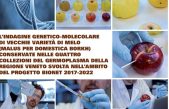 L’indagine genetico-molecolare di vecchie varietà di melo (Malus x domestica Borkh) conservate nelle quattro collezioni del germoplasma della Regione Veneto svolta nell’ambito del progetto Bionet 2017-2022