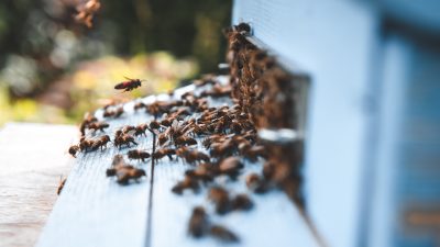 BEE2GETHER – Rafforzamento del sistema innovativo transfrontaliero per il miglioramento della biodiversità attraverso il monitoraggio delle api